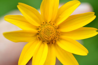 Close-up of yellow flower