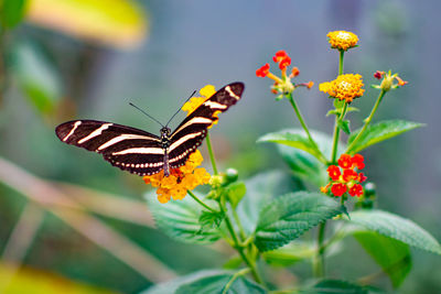 Close-up of butterfly pollinating on flower