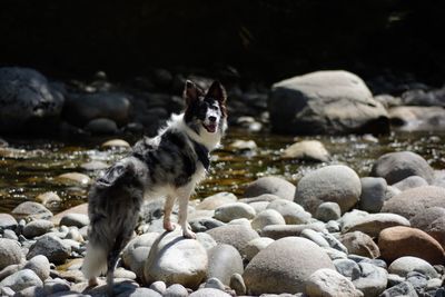 Portrait of cat on rocks at beach