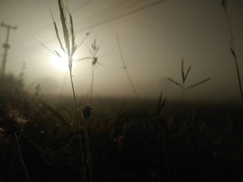 Silhouette plants on field against sky during sunset