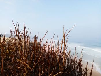 Scenic view of sea against clear sky