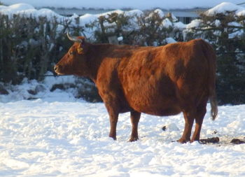 Horse standing on snow field