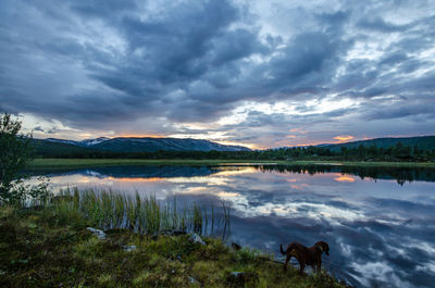 View of dog on lake against cloudy sky