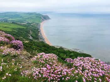 Scenic view of sea with flowers in foreground