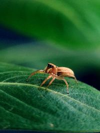 Close-up of insect