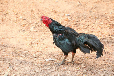 Close-up of rooster on field