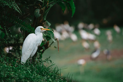 Bird perching on a tree