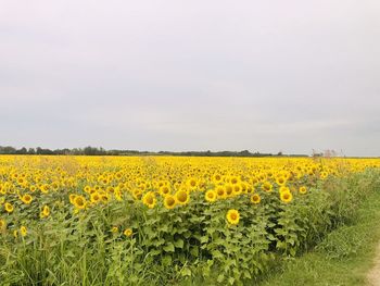 Scenic view of sunflower field against sky