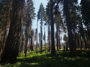 Trees growing in forest against sky