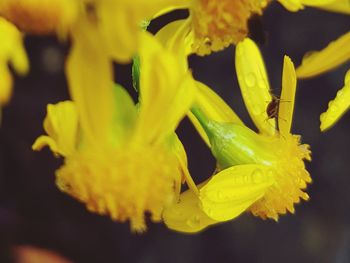 Close-up of yellow flowers