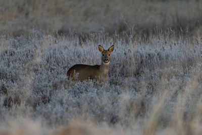 Deer in a meadow on a cold winter morning