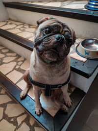 Portrait of a dog sitting on floor