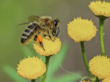 Close-up of bee pollinating on yellow flower