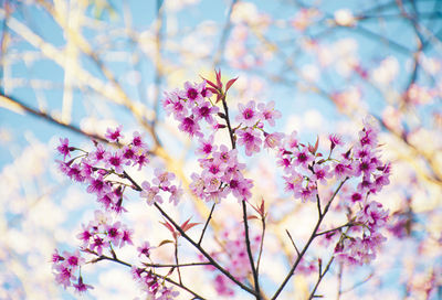 Low angle view of cherry blossoms in spring