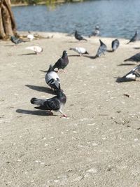 Pigeons perching on a beach