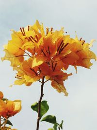 Close-up of yellow day against sky