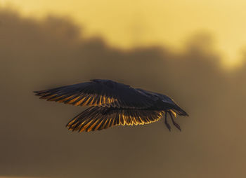 Close-up of seagull flying against sky during sunset