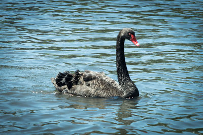 Birds in calm lake