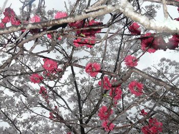 Low angle view of cherry blossom tree