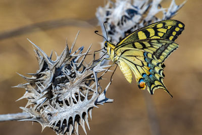 Close-up of butterfly pollinating on flower