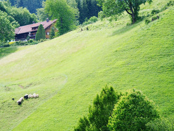 Scenic view of green landscape