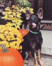 Portrait of puppy with fall backdrop