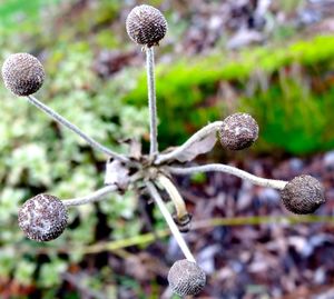 Close-up of plant against blurred background