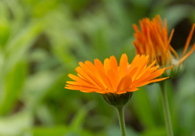 Close-up of orange flower against blurred background