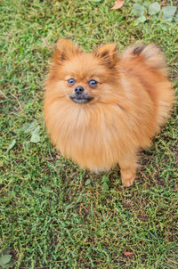 High angle view of dog on field