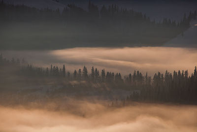 Scenic view of forest against sky during sunset