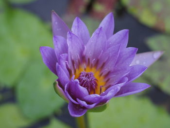 Close-up of purple flower