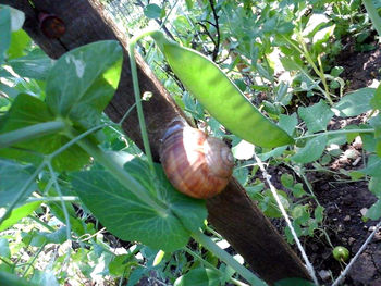 Close-up of snail on plant