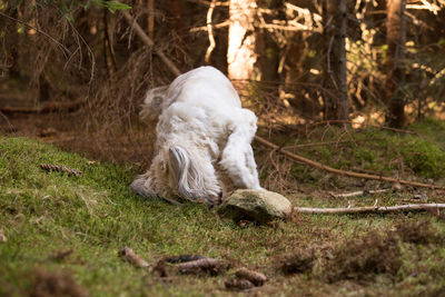 View of a dog in the forest