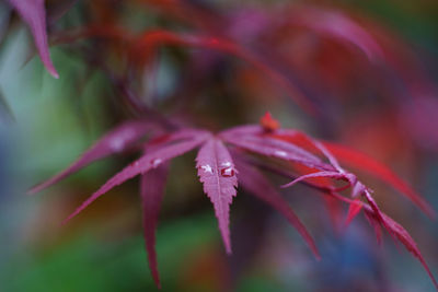 Close-up of red leaves