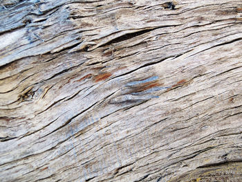 Full frame shot of wood tree
