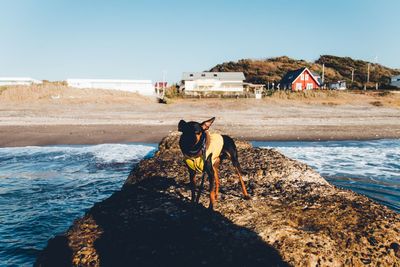 View of dog on beach