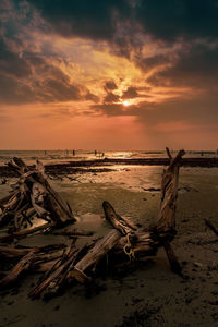 Driftwood on beach against sky during sunset