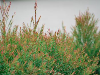 Close-up of fresh green plant in field