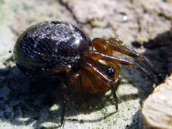 Close-up of crab