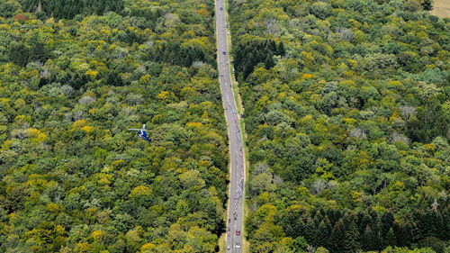 High angle view of trees in forest