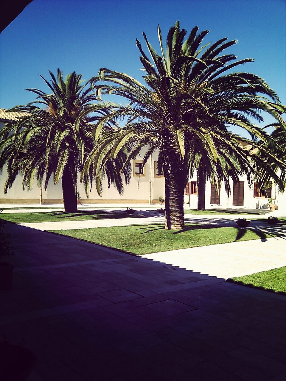 palm tree, tree, built structure, architecture, building exterior, clear sky, shadow, sunlight, sky, growth, blue, grass, green color, lawn, day, nature, tree trunk, footpath, outdoors, incidental people