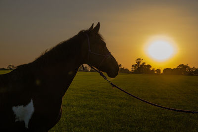 Horse standing on field against sky during sunset