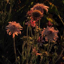 Close-up of coneflowers blooming outdoors