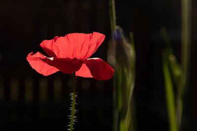 Close-up of red rose flower