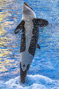 Dolphin jumping while swimming in sea