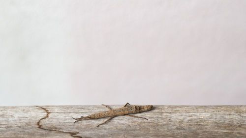 Close-up of insect on wood