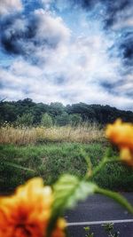 Close-up of crops growing on field against sky