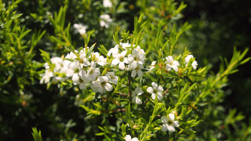 Close-up of flowers blooming on tree