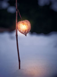 Close-up of illuminated winter cherry on snow at night