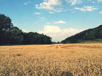 Trees on field against cloudy sky